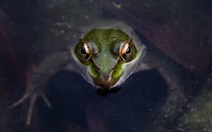staring frog
