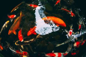 Bright colored fish