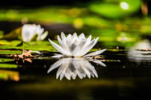 Lily flower reflection