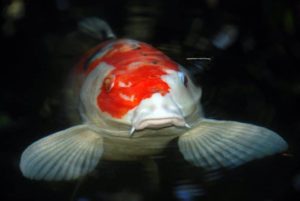 Big Koi Stare