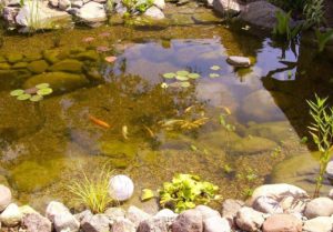 Fish swimming in the pond