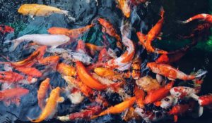 Bubblin fish water