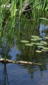 Cattail lilypad tall