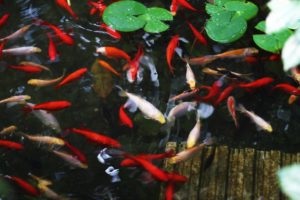 fast fish
