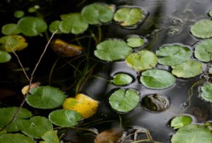 Frog in the lilypads