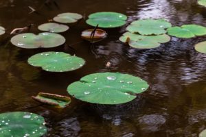 Beading water on a lilypad