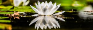 lily flower reflection
