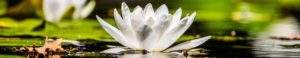 white lily picture