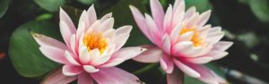 two pink lilies