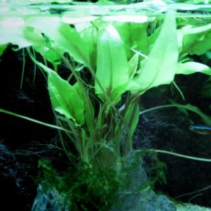 aquatic plants